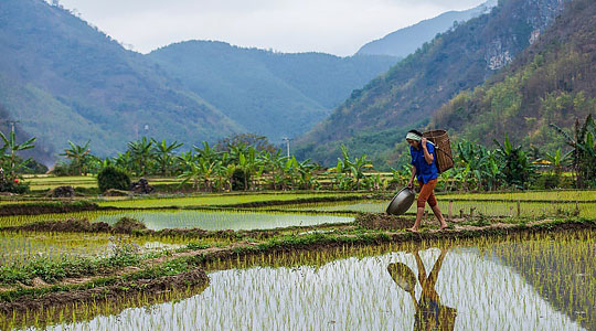 Vietnam 